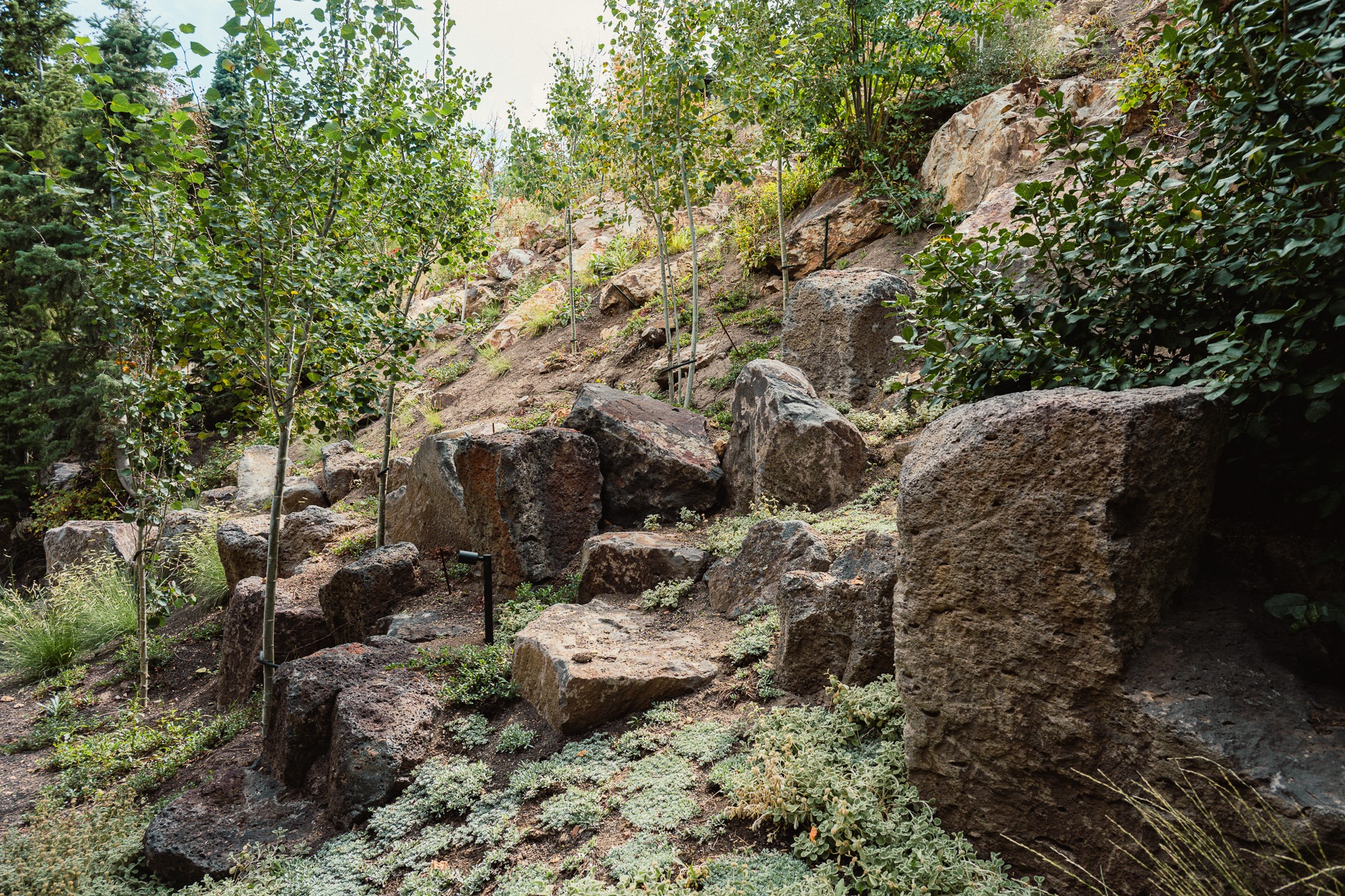 Rocky hillside with young trees and shrubs