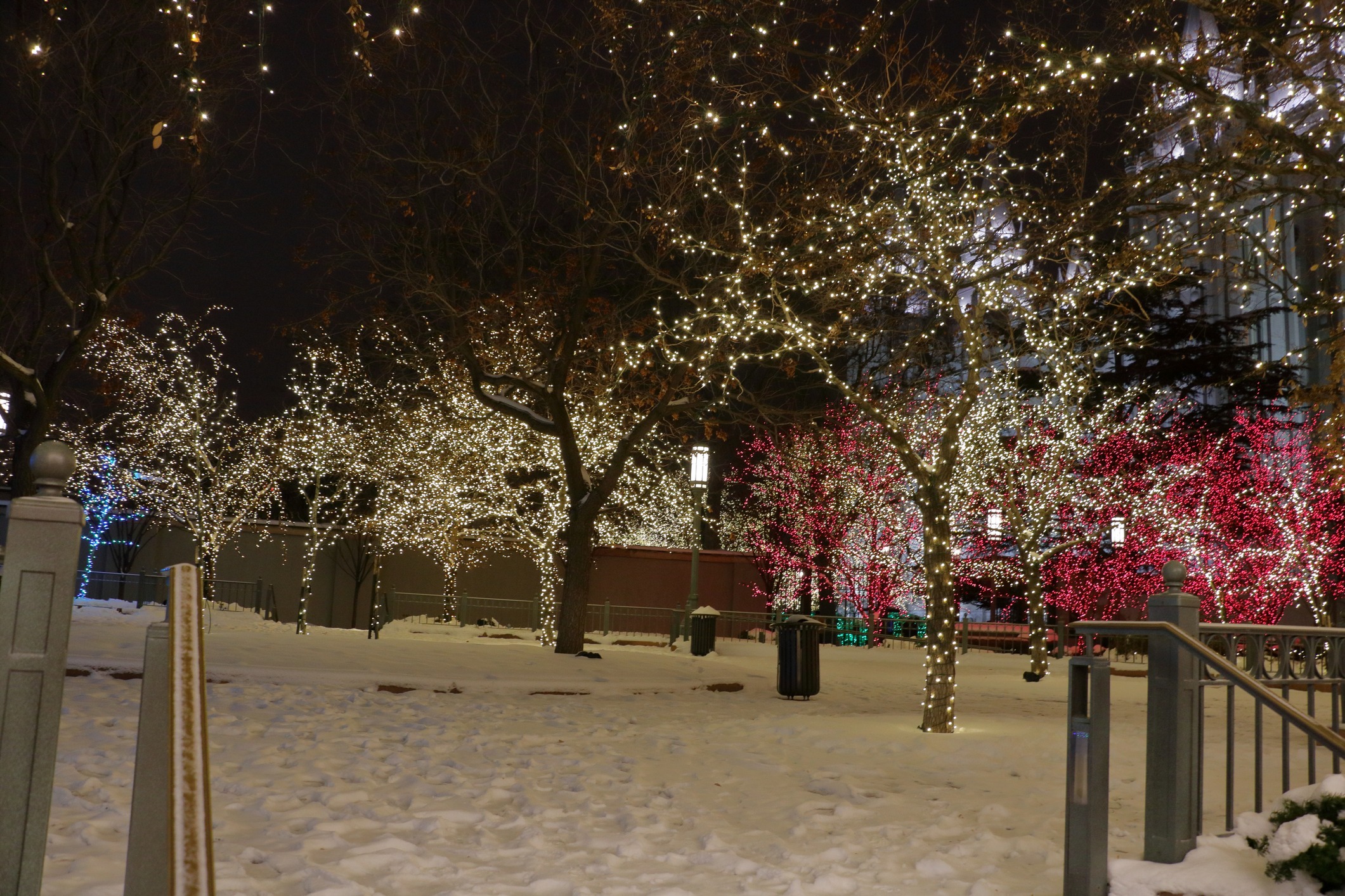 Snowy park with festive holiday lights on trees.