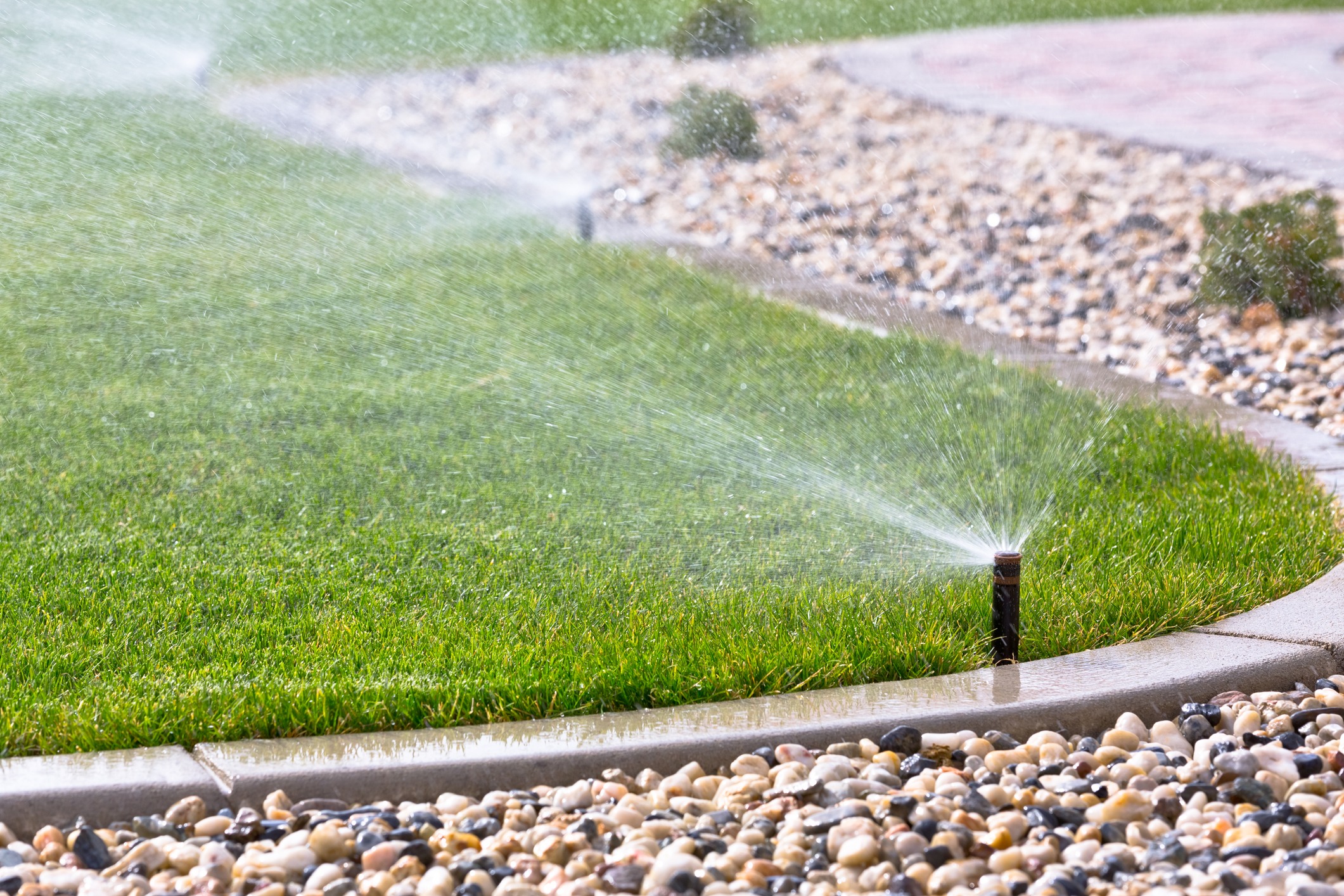 Sprinkler system watering green lawn near walkway.